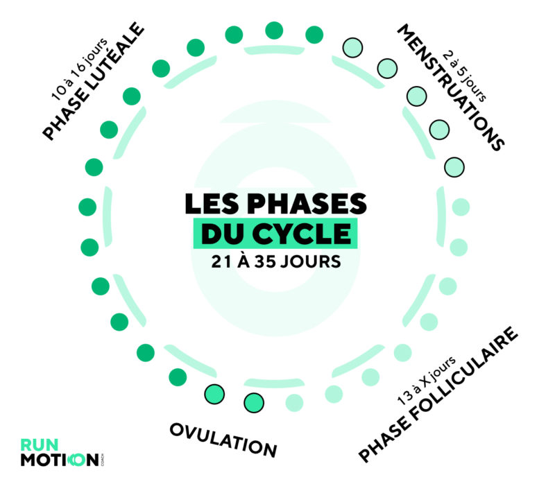 les différentes phases du cycle menstruel - schéma